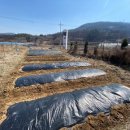 용문농장 이미지