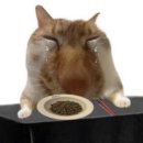 한국알콘(주) | [202508] 8월 첫날부터 죽을뻔한 썰푼다