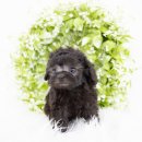 자산동100 | 자산동강아지분양 반응이 어찌나 좋은지