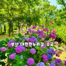 부산 대천천 누리길 수국 명소 실시간 개화상황 (화명수목원 내 대천유아숲)25.6.11