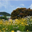 안일초등학교백야분교장 이미지