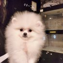 멍품 강아지분양 본점 이미지