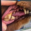 9월의소원동물병원