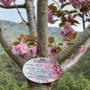 와룡길 | 경남 사천 청룡사 겹벚꽃 명소 주차 극락계단 포토존 만개 후기