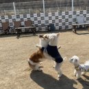 모란애견