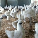 현성농장 이미지