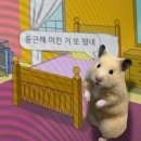 부타 이미지