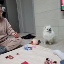 문어삼춘 이미지