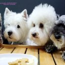 마이펫까까 이미지