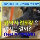 평생피부과동물병원 이미지