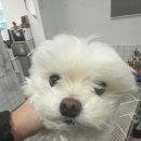 방울이네 펫살롱 이미지