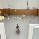 와리가리 | 대구에서 사랑스러운 댕댕이를 맡길 곳, 와리가리 애견호텔