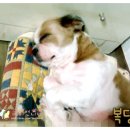 복덩어리 이미지