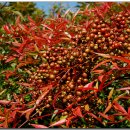 남천식품 이미지