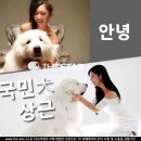 클라라애견 이미지