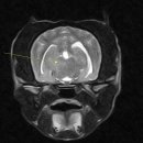서울동물메디컬센터 이미지