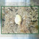 코코러스 이미지