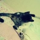 발라당냥 이미지