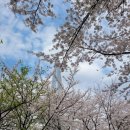 136(석촌호수 서호) | [서울 벚꽃 명소] 잠실 석촌호수 벚꽃길 데이트 코스 추천, 석촌호수 벚꽃길