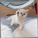 캣스토리 | 일산 고양이분양 캣스토리 고양이분양 일산본점 후기｜고양이와 사람이 함께 웃는 공간