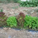 원영농장 이미지