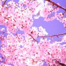 꽃뫼버들마을금강(아) | [벚꽃 시] [벚꽃나무 시] [벚나무] 벚꽃에 관한 시모음 620편 중 561-620&lt;7&gt;