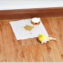 카나리아 이미지