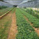 약용식물관리사 이미지