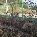 블루베리나무를 옮겼어요 이미지