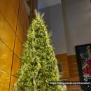 야놀자호텔 | [USA] 엠버시 스위트 바이 힐튼 워싱턴 DC 호텔 추천 후기 (야놀자)