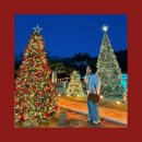 김포카 | 김포 크리스마스 카페 추천 :: 카페드첼시 대형 트리 실물 후기