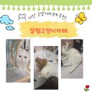 설렘고양이카페 | [다산 고양이카페] 설렘 고양이 카페 남양주 고양이카페 추천!
