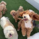 놀러오개 애견유치원 애견호텔 수원세류점 이미지