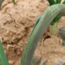 보광반점 | 채소, 주간농사정보 제14호 (2026. 4. 6 ~ 4. 12)