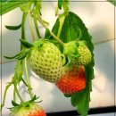 농장다리 이미지