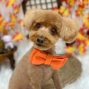 뉴데이 반려견 미용실 이미지