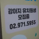골드퍼피 애견유치원 이미지