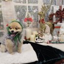 DOG 깨비 이미지