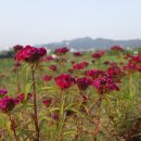 모란생태공원 이미지