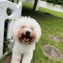 댕댕놀이터 아라점 이미지