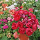 사림농장 이미지