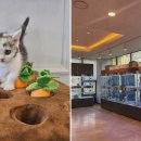 도그마루 강아지고양이 대전점 이미지