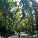 수의농장 | 보홀 자유여행 3박 5일 투어 패키지 상세 일정 후기