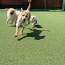 여고유치원 | [광주] 상무지구애견유치원 멍테소리 솔직후기