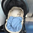 커피 이십센치 수영점 | 가평 애견동반펜션 추천 l 보니하니애견펜션 이용 후기 솔직리뷰