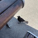 캣츠아일랜드 | [시드니/해밀턴아일랜드] 신혼여행3-4일차 : 홀리데이홈즈수영장, 캣츠아이비치, 원트리힐, 핏제리아