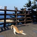 GS25장호항점 이미지