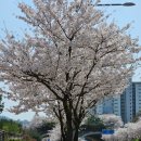 아프리카 마이크 코인노래연습장 고척점 | 4월 7일 고척 스카이돔 야구 경기 관람