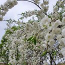 수양목장 이미지