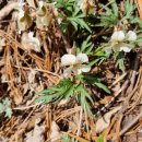 1184 | 오지산행후기(1184차) 봄꽃산행(15) 2024.04.02(화)